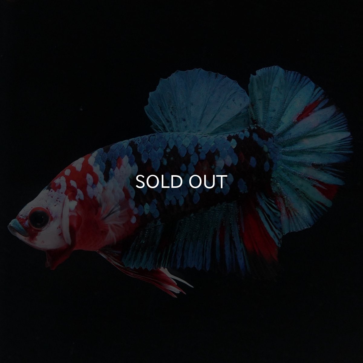 画像4: HMPK 鯉ギャラクシー (4)