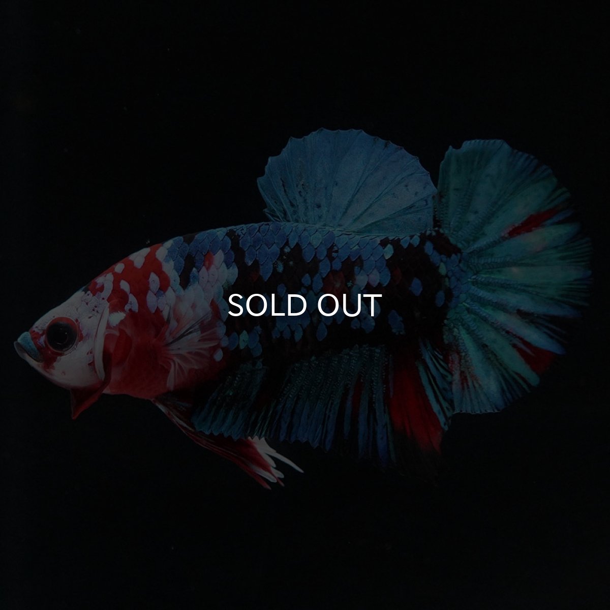 画像7: HMPK 鯉ギャラクシー (7)