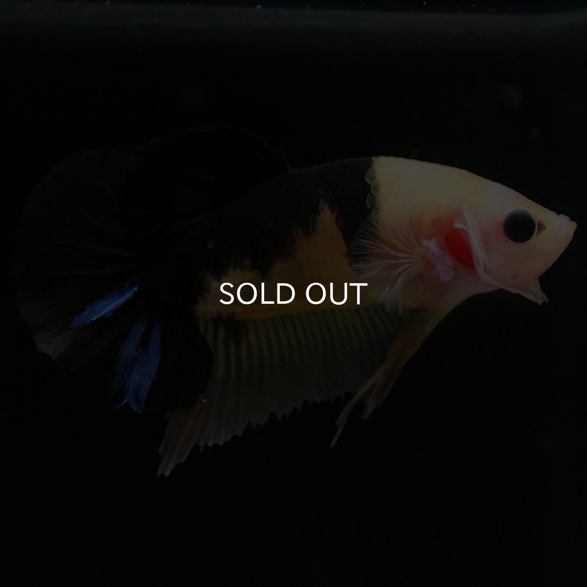 画像5: HMPK イエロータイガー (5)