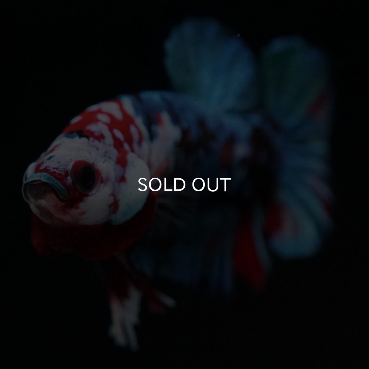 画像9: HMPK 鯉ギャラクシー (9)