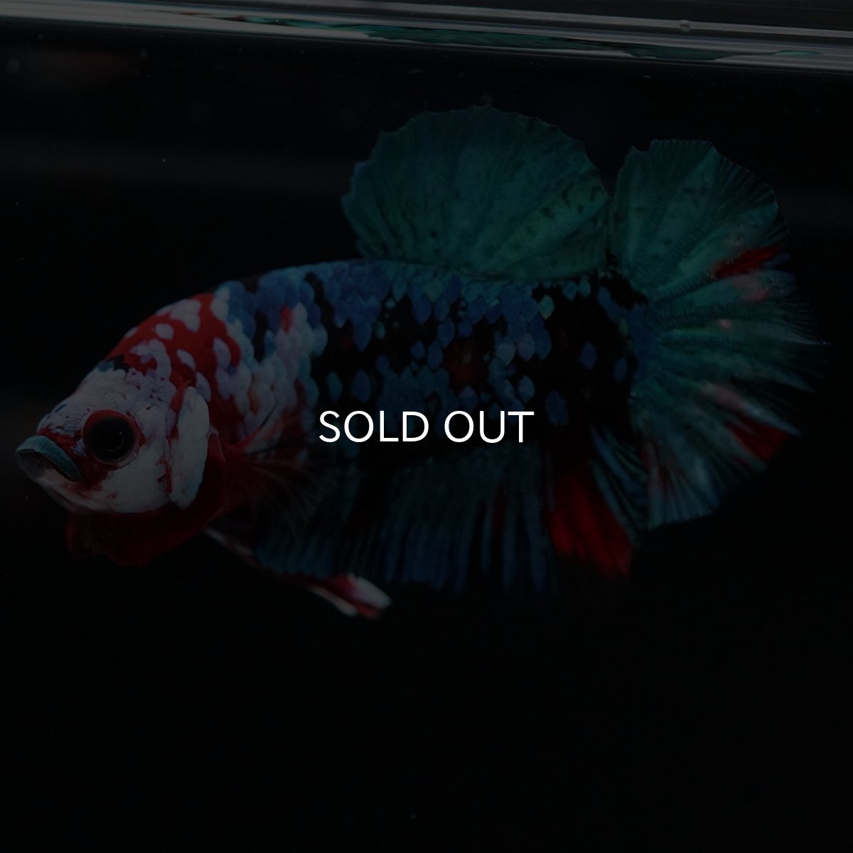 画像10: HMPK 鯉ギャラクシー (10)