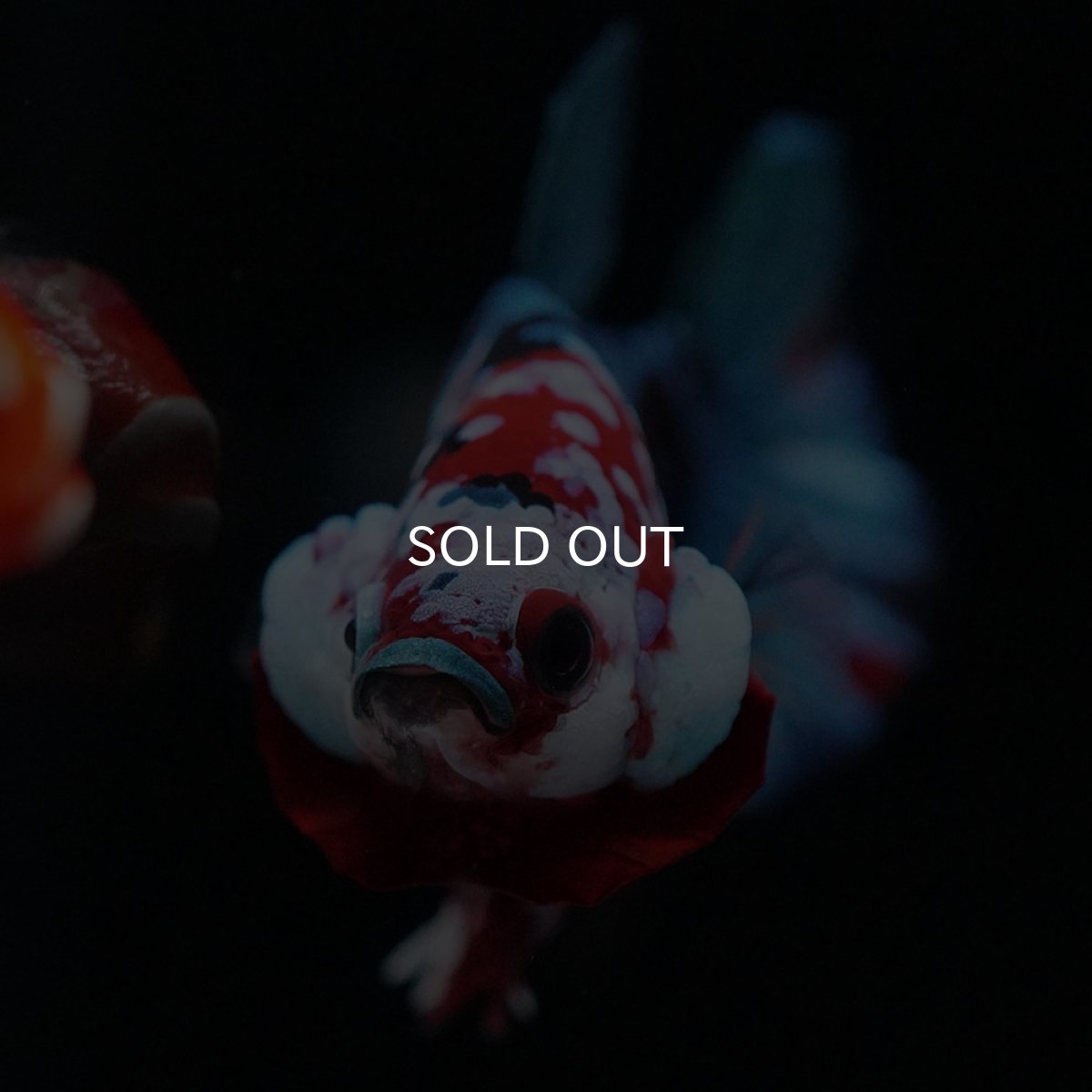 画像6: HMPK 鯉ギャラクシー (6)