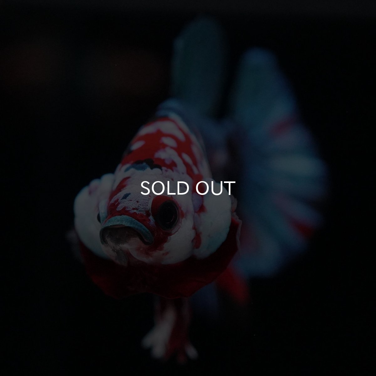 画像3: HMPK 鯉ギャラクシー (3)