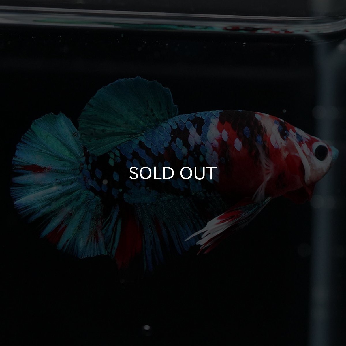 画像8: HMPK 鯉ギャラクシー (8)