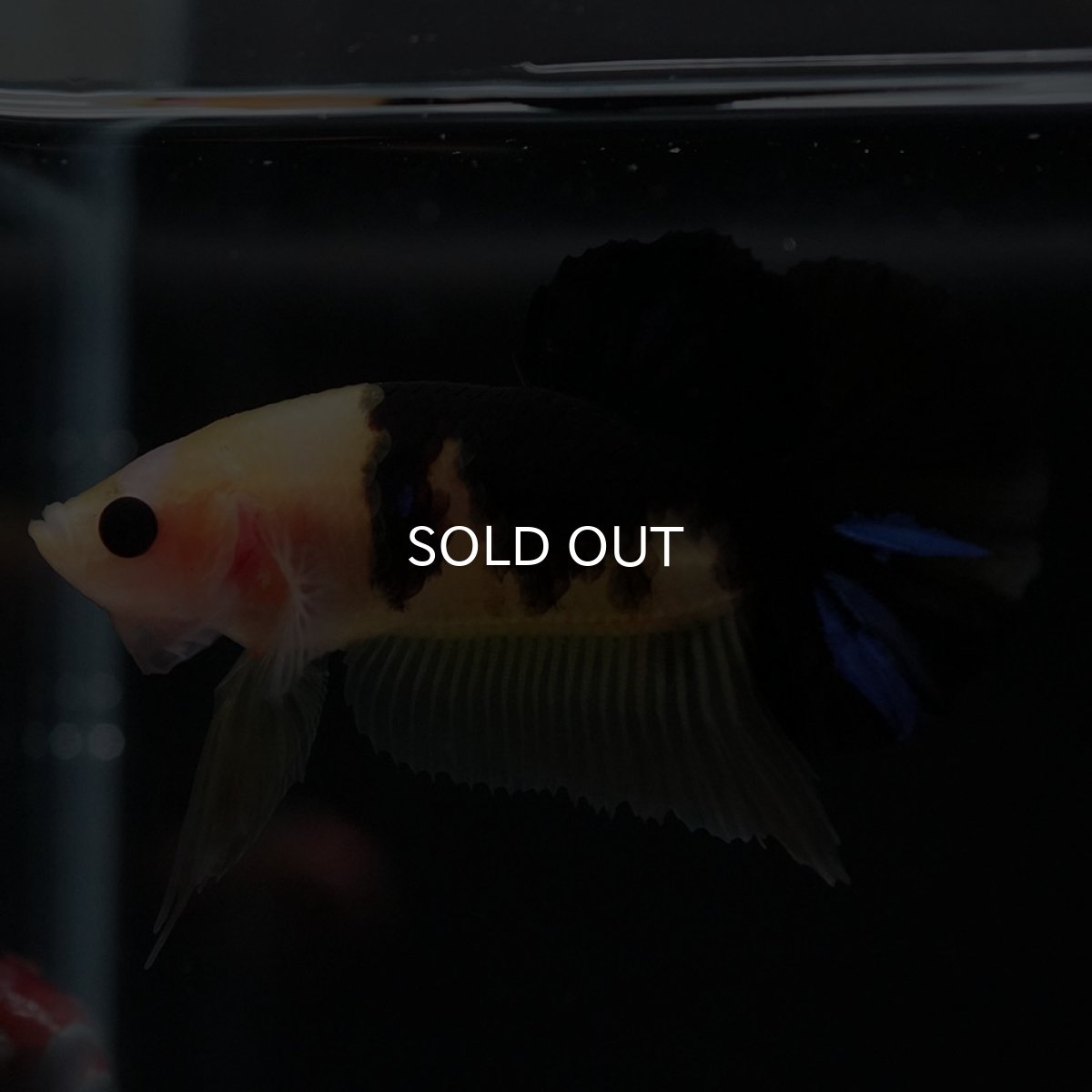 画像4: HMPK イエロータイガー (4)