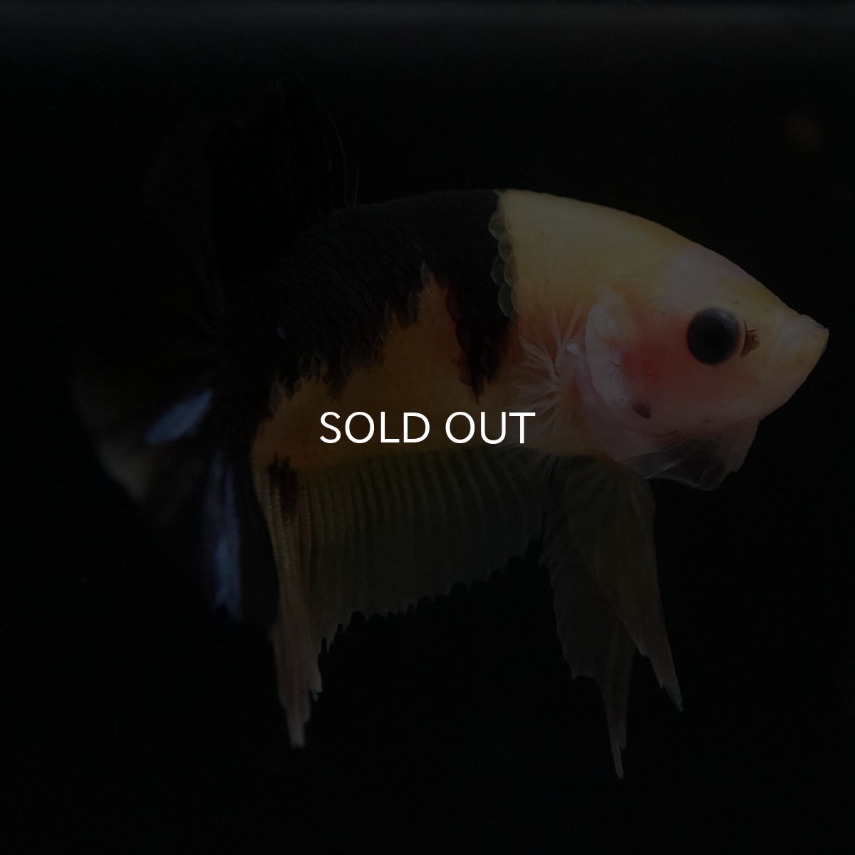 画像7: HMPK イエロータイガー (7)