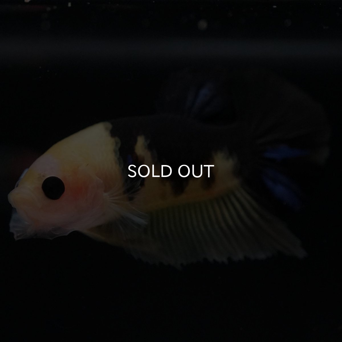 画像6: HMPK イエロータイガー (6)