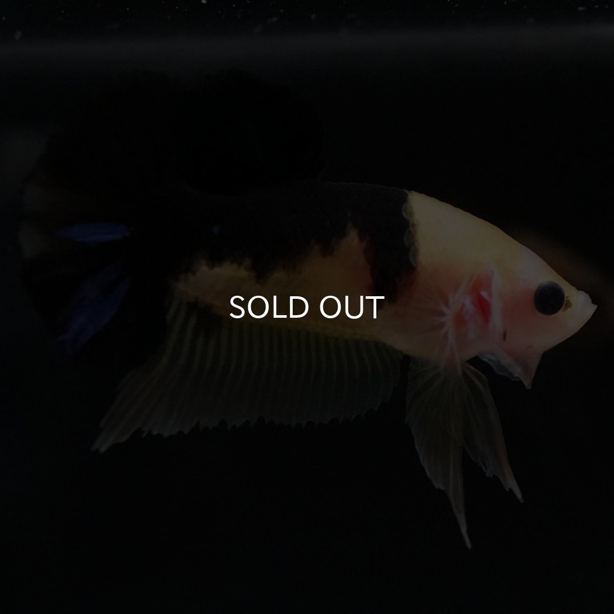 画像3: HMPK イエロータイガー (3)