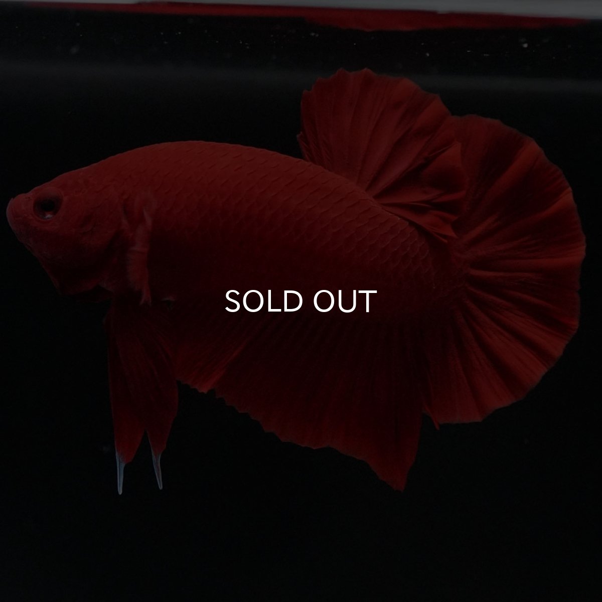 画像5: HMPK ソリッドレッド (5)