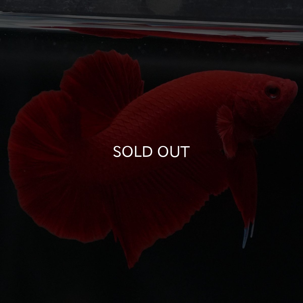 画像6: HMPK ソリッドレッド (6)