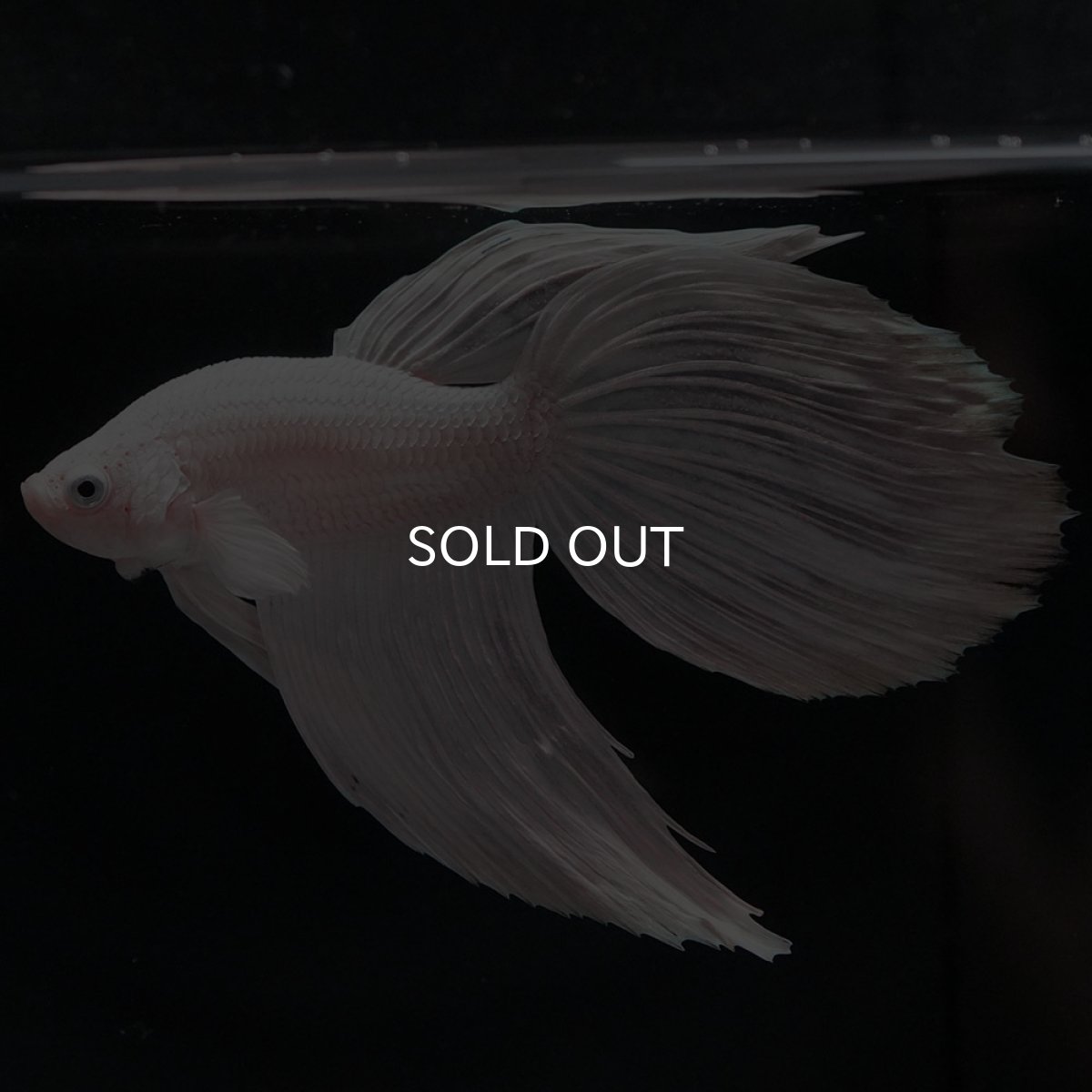 画像5: VT ホワイト (5)