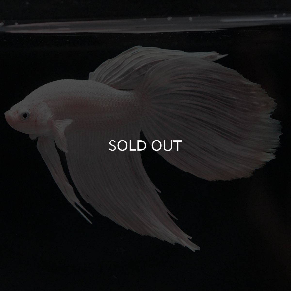 画像2: VT ホワイト (2)