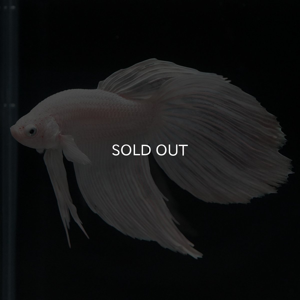 画像4: VT ホワイト (4)