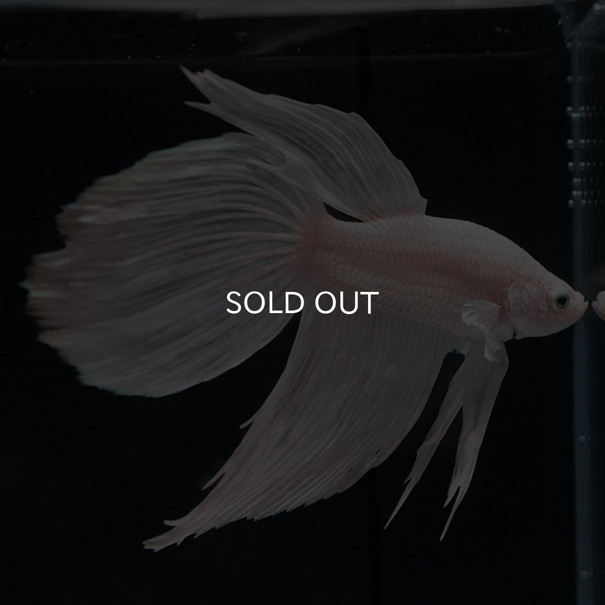 画像3: VT ホワイト (3)