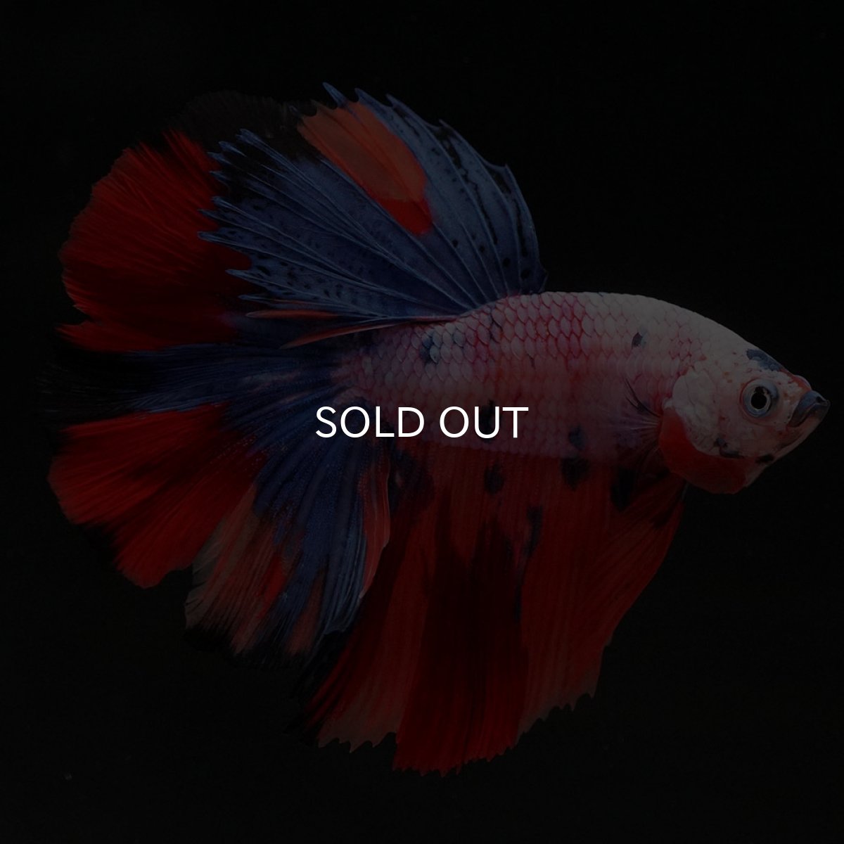 画像7: HM キャンディレインボー (7)