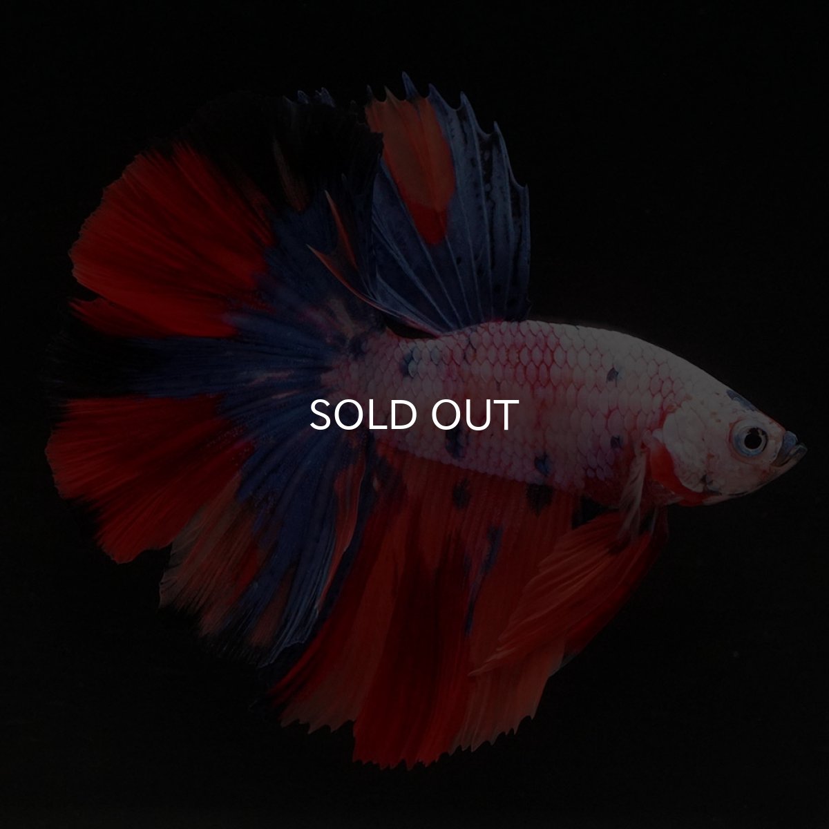 画像2: HM キャンディレインボー (2)