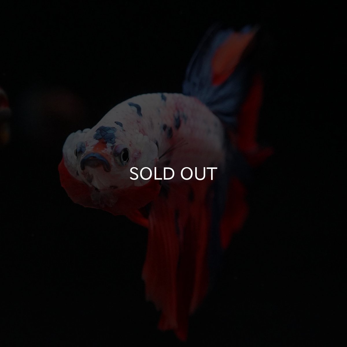 画像5: HM キャンディレインボー (5)