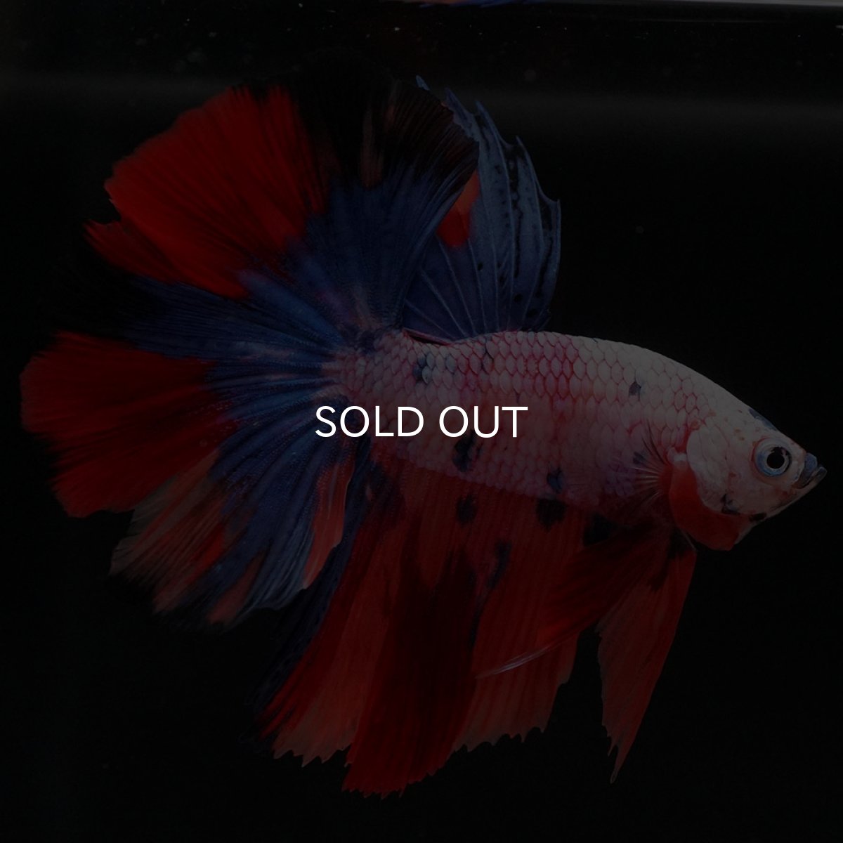 画像6: HM キャンディレインボー (6)