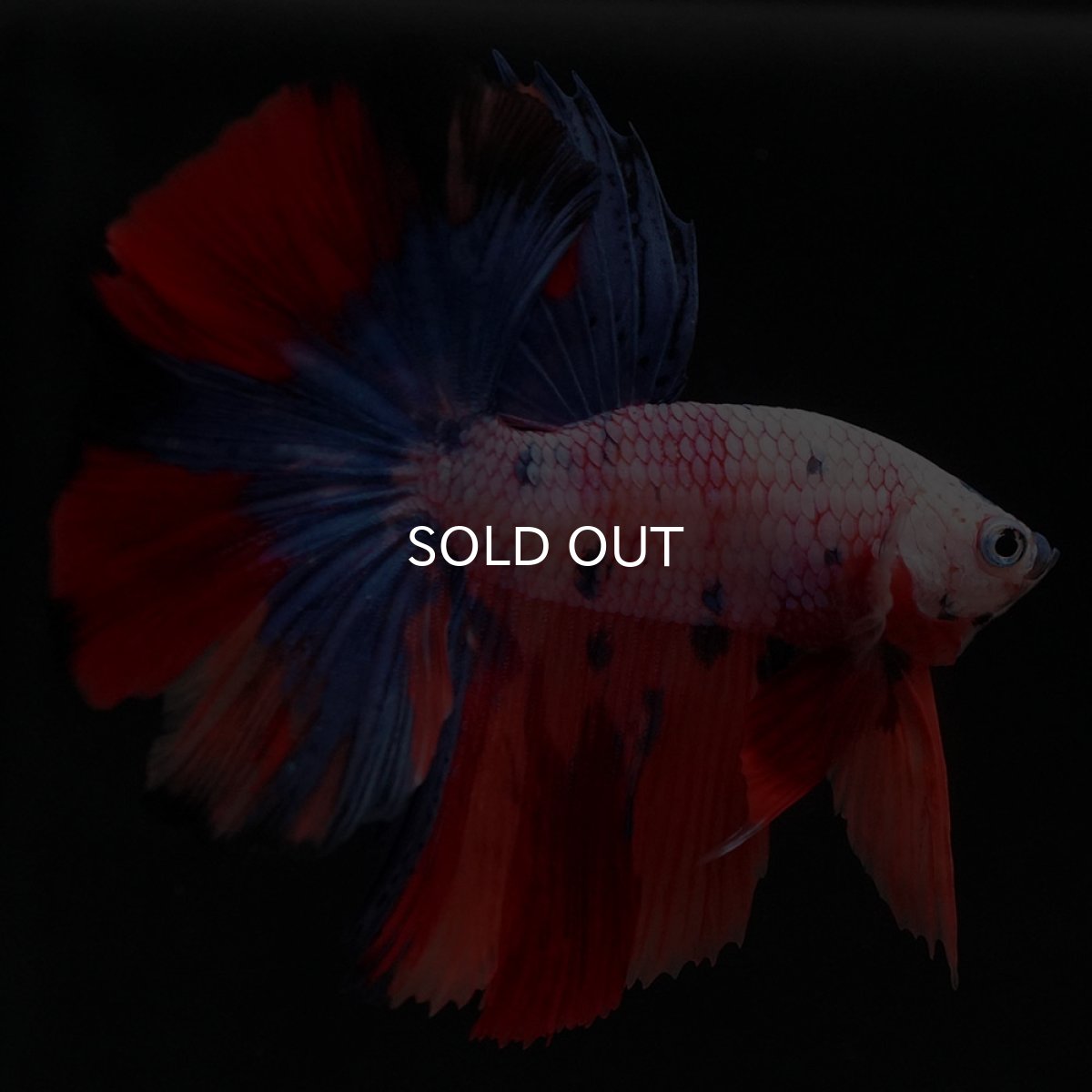 画像4: HM キャンディレインボー (4)