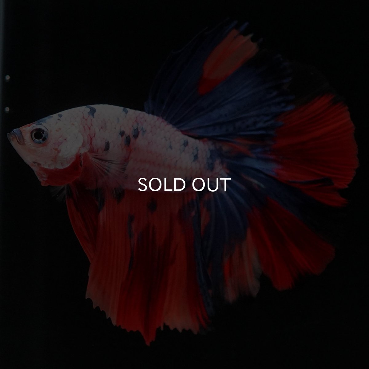 画像3: HM キャンディレインボー (3)