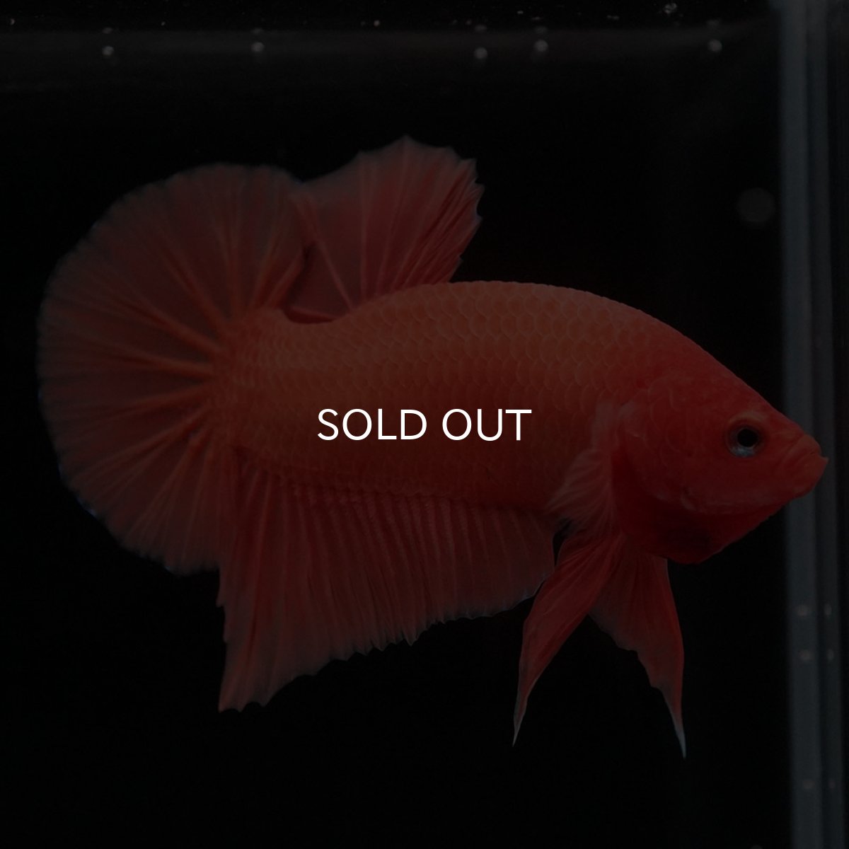 画像9: HMPK ソリッドオレンジ (9)