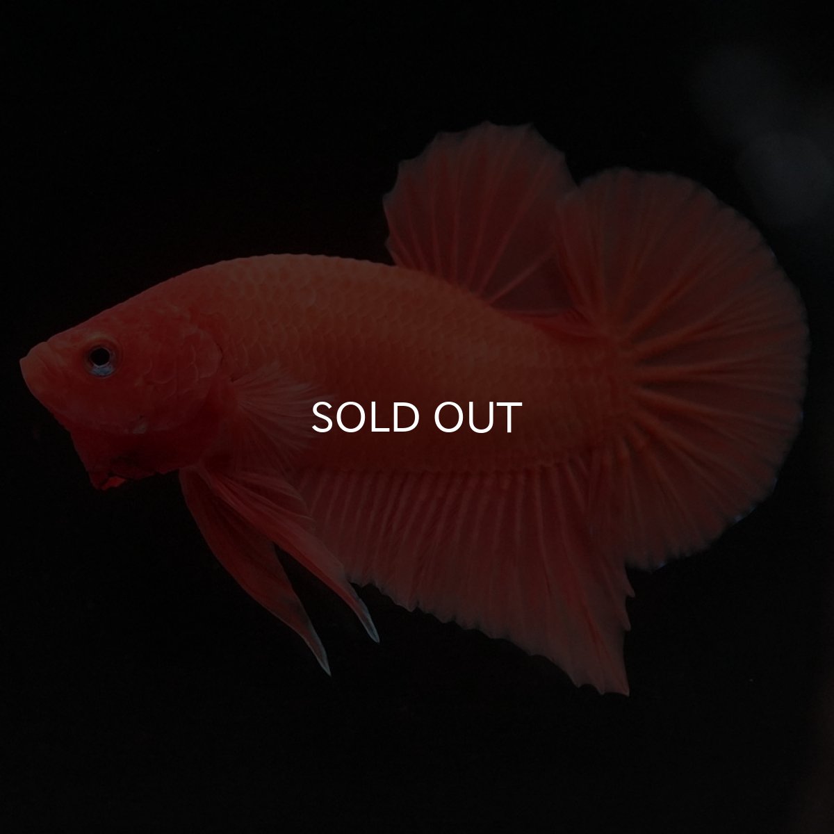 画像2: HMPK ソリッドオレンジ (2)