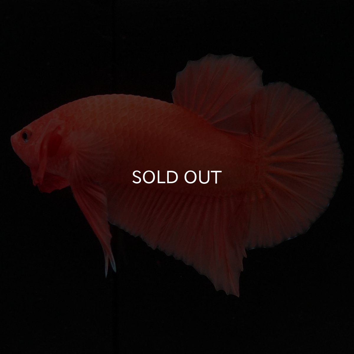 画像8: HMPK ソリッドオレンジ (8)