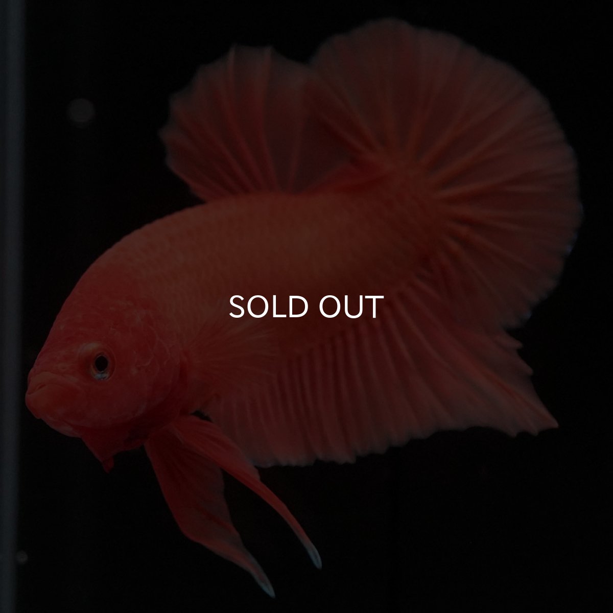 画像6: HMPK ソリッドオレンジ (6)