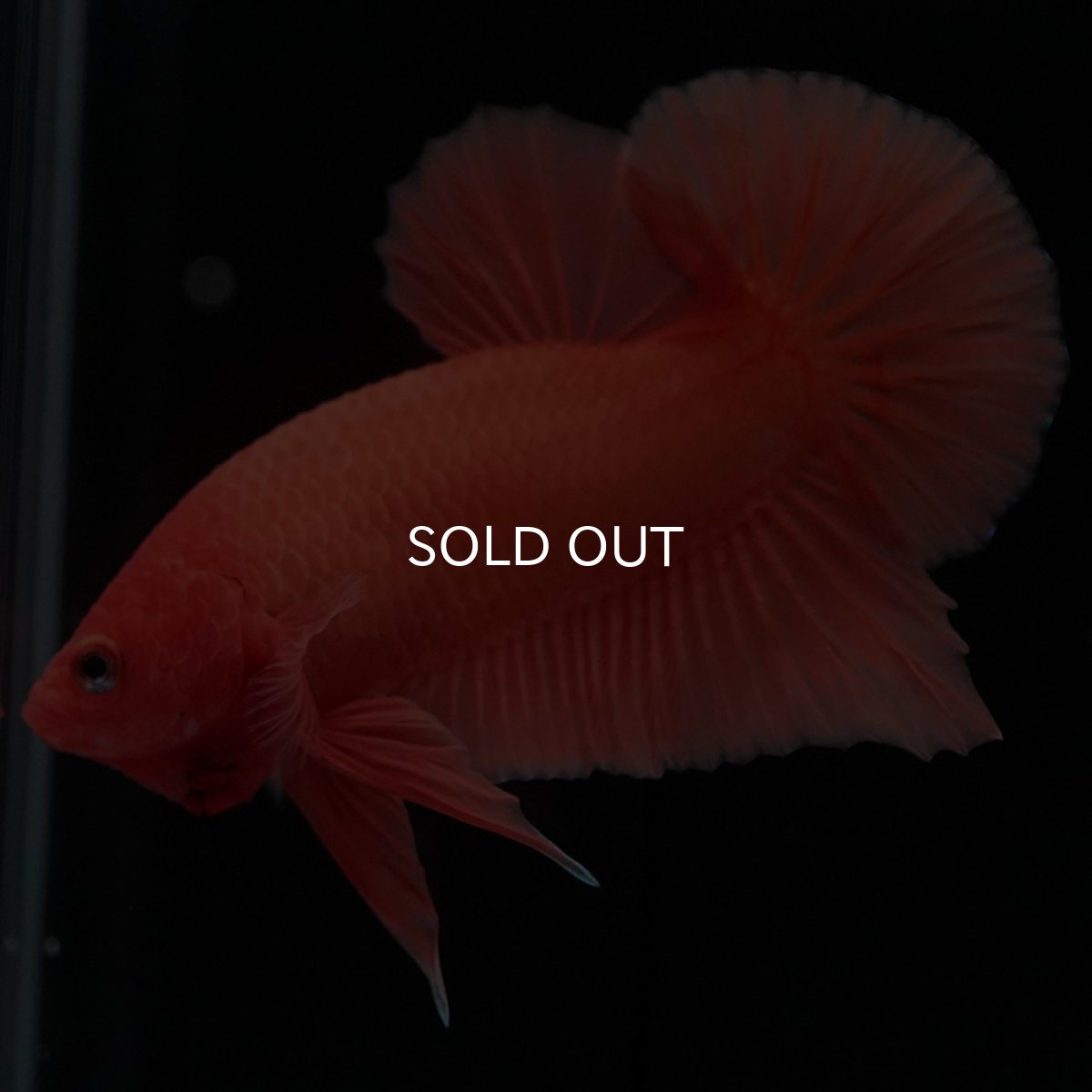 画像4: HMPK ソリッドオレンジ (4)