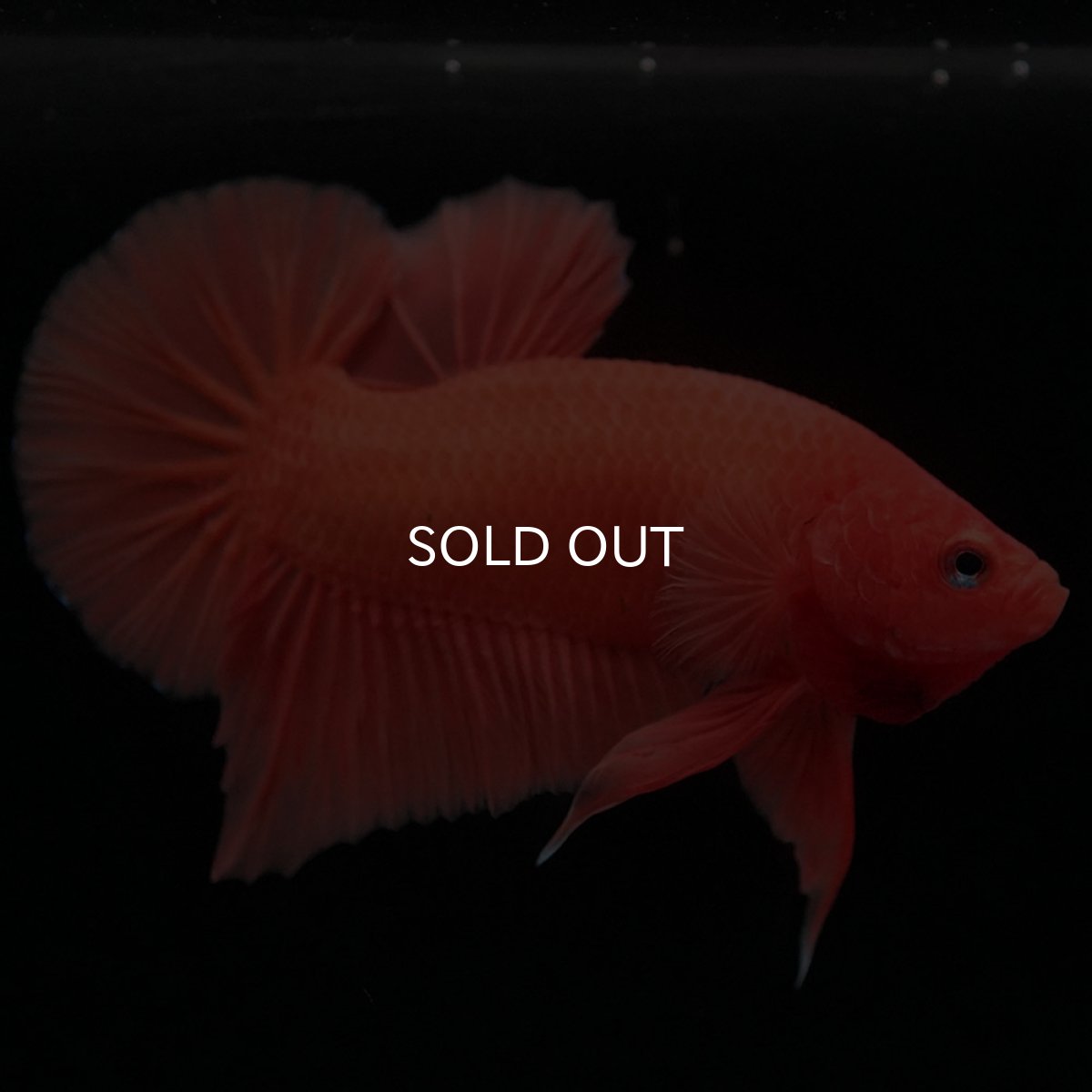 画像3: HMPK ソリッドオレンジ (3)