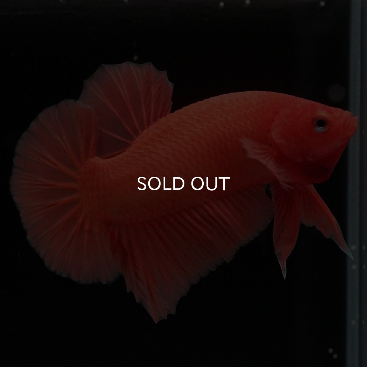 画像7: HMPK ソリッドオレンジ (7)