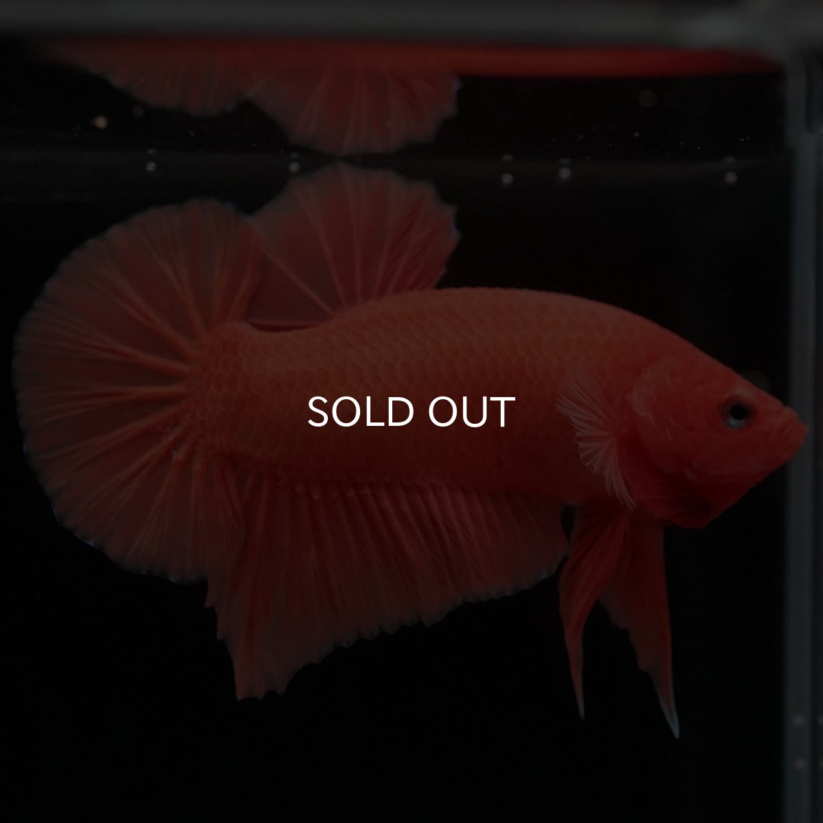 画像5: HMPK ソリッドオレンジ (5)