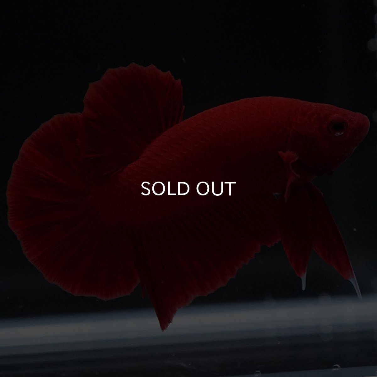 画像4: HMPK ソリッドレッド (4)