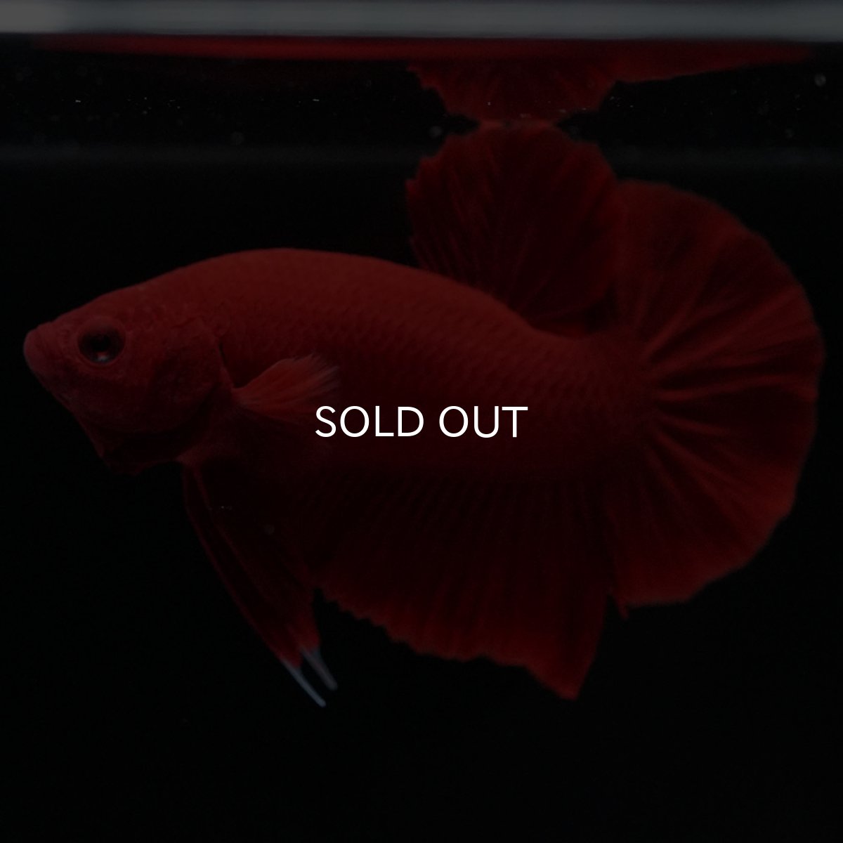 画像3: HMPK ソリッドレッド (3)