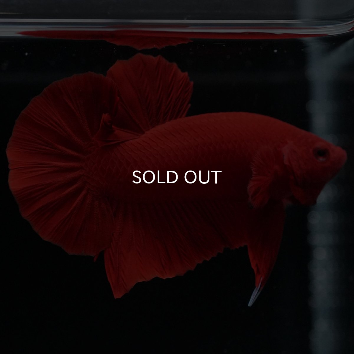 画像2: HMPK ソリッドレッド (2)