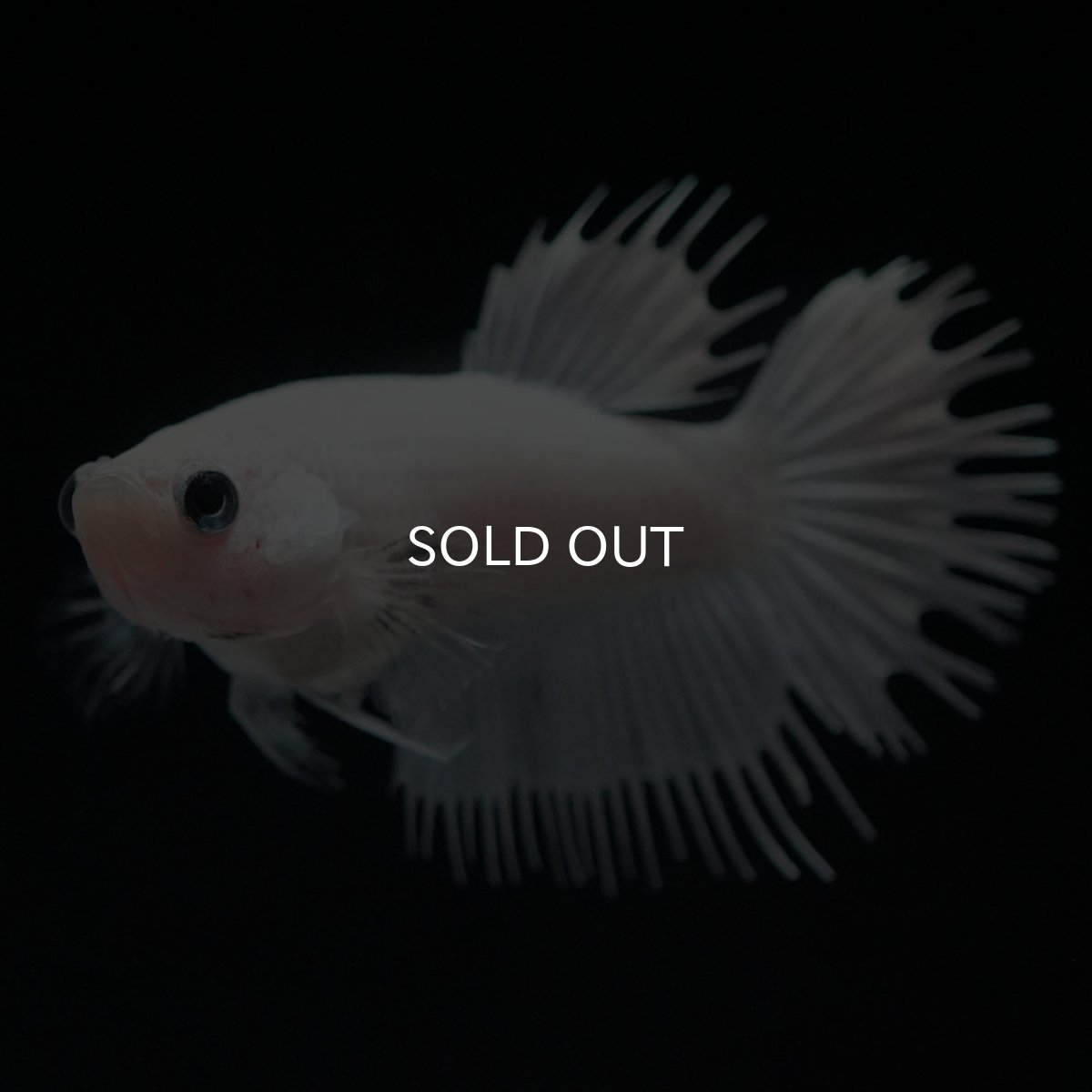 画像6: CT ホワイト メス (6)