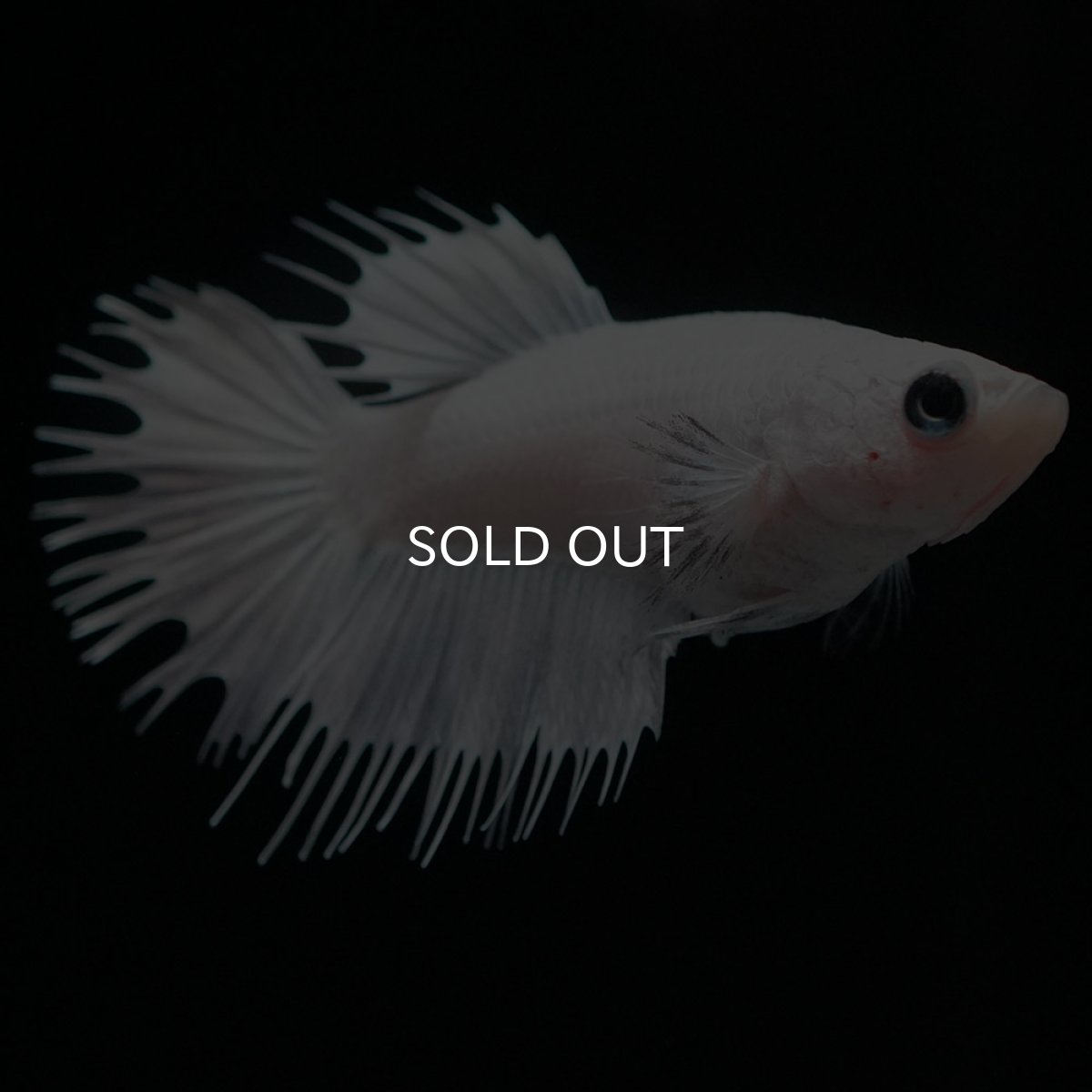 画像4: CT ホワイト メス (4)