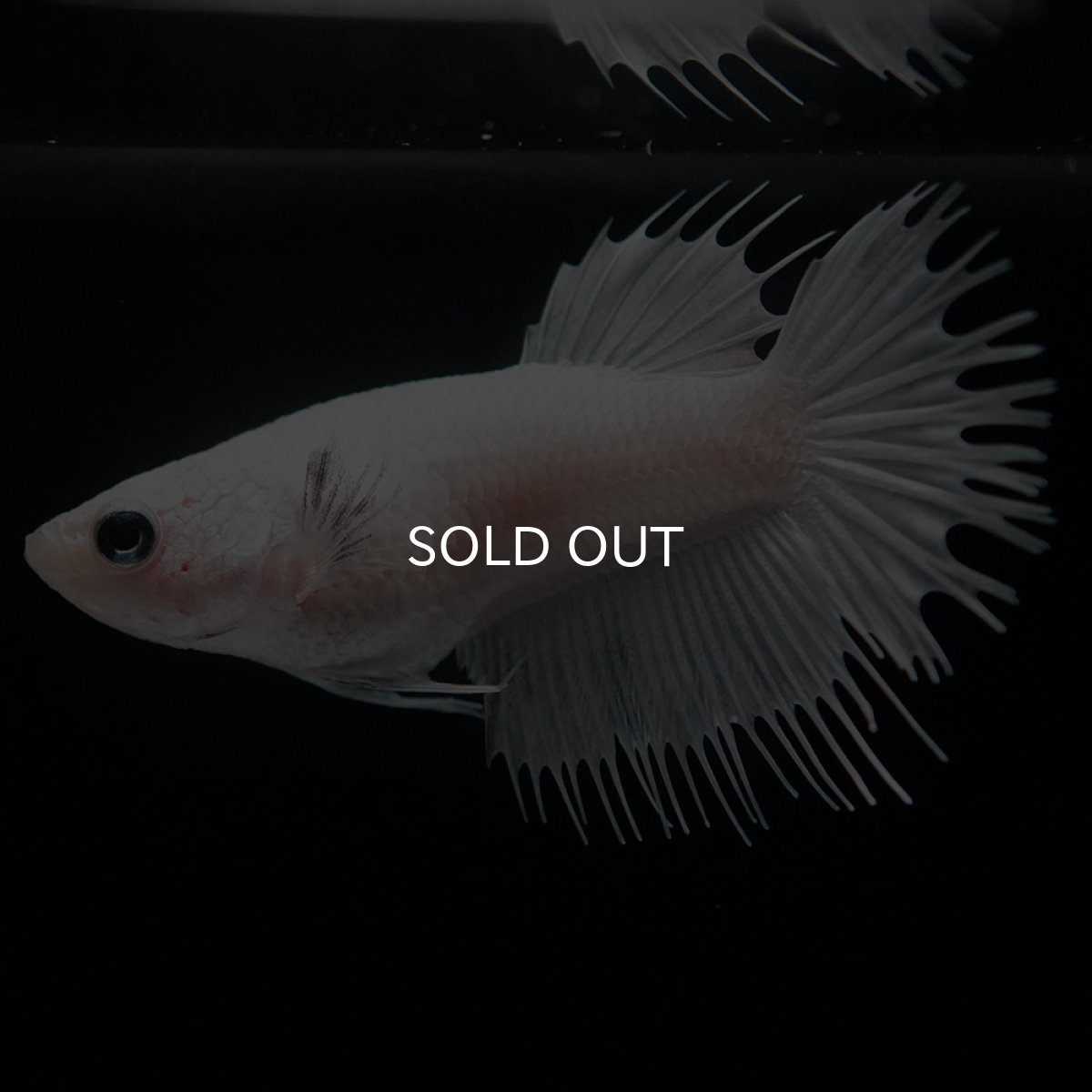 画像5: CT ホワイト メス (5)