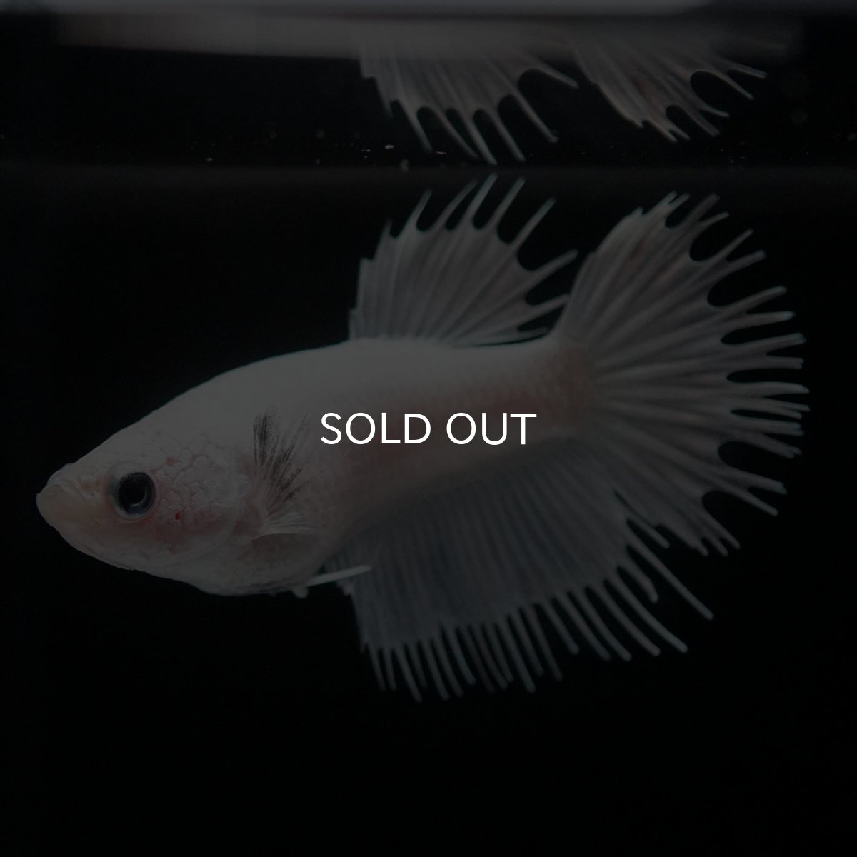 画像3: CT ホワイト メス (3)