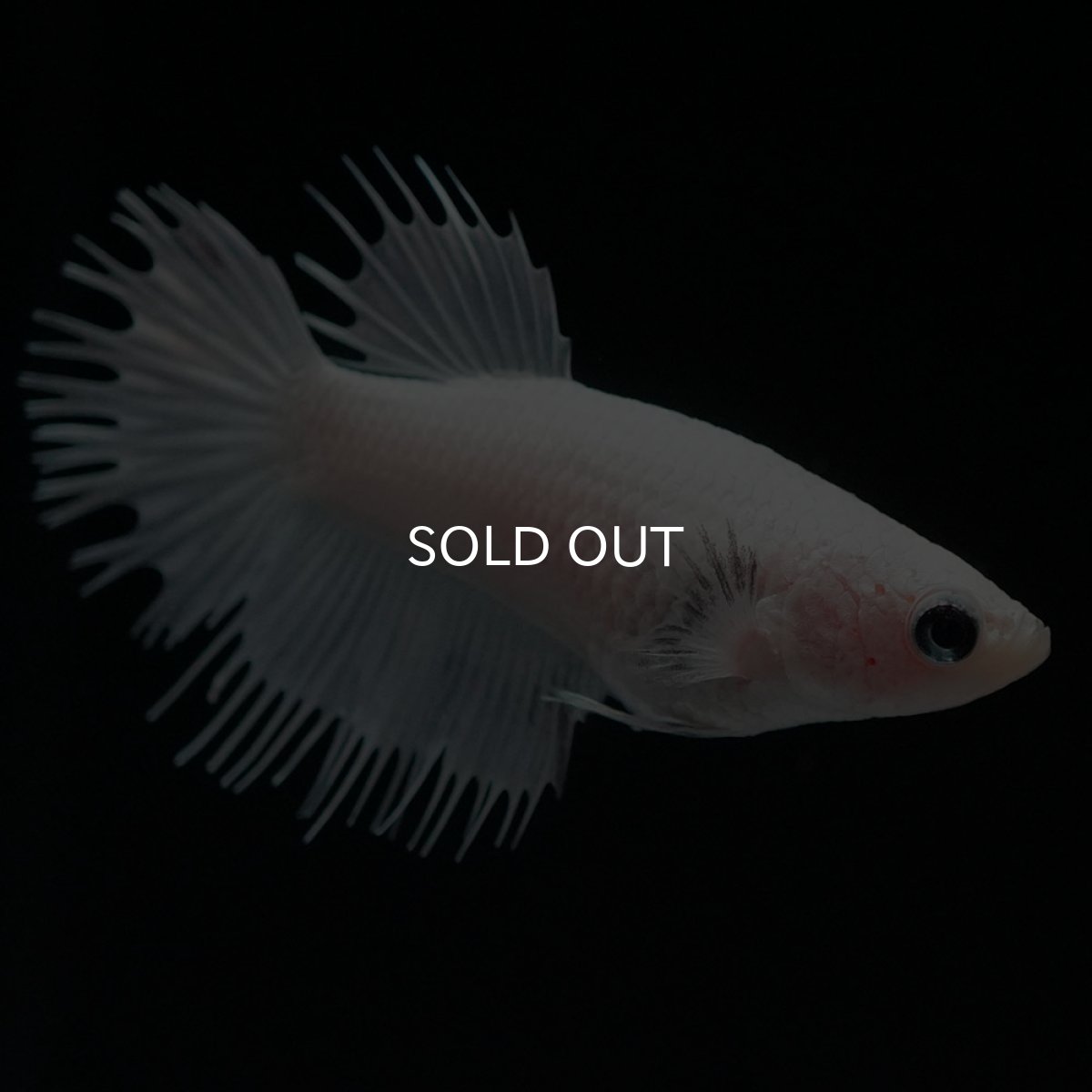 画像2: CT ホワイト メス (2)