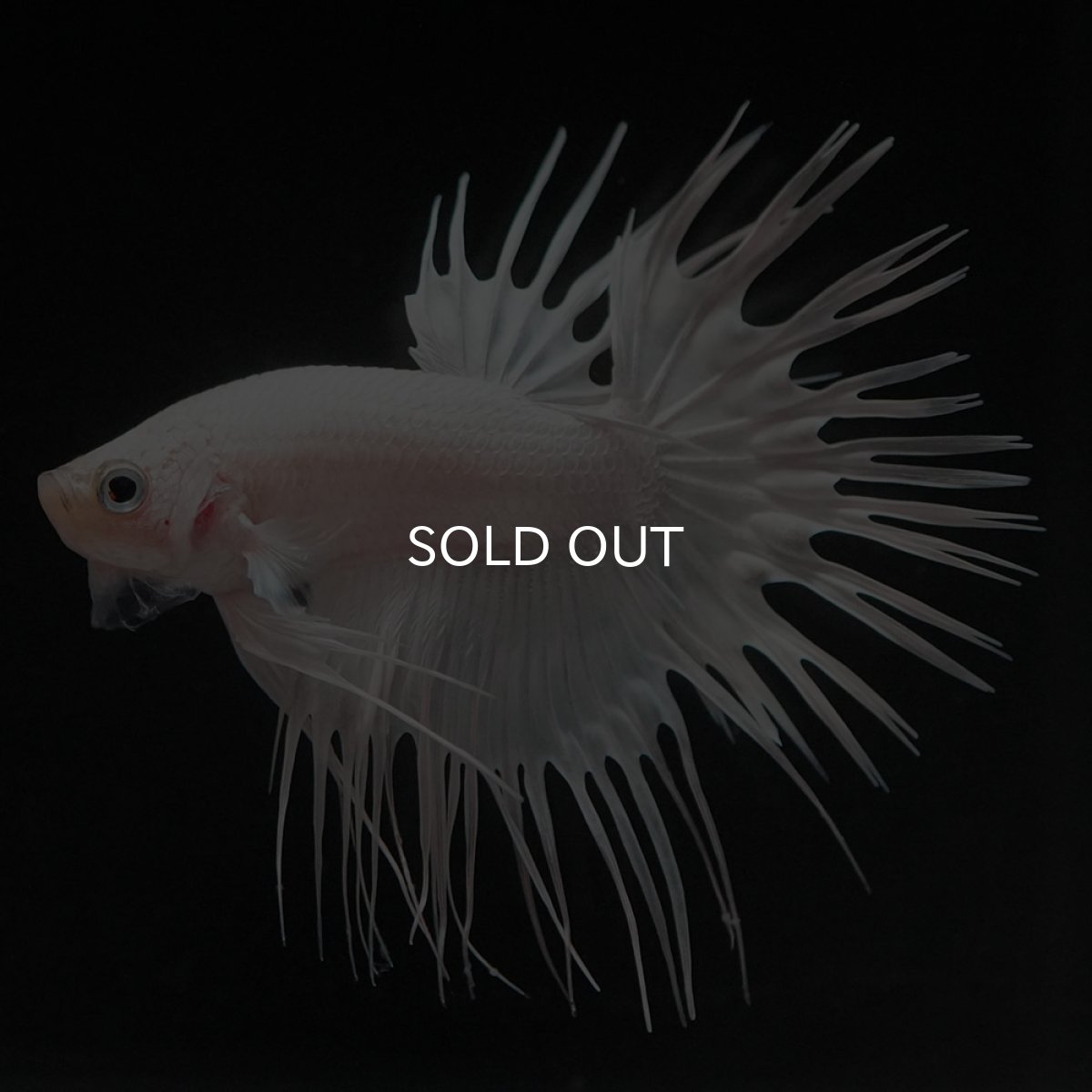 画像6: CT ホワイト (6)