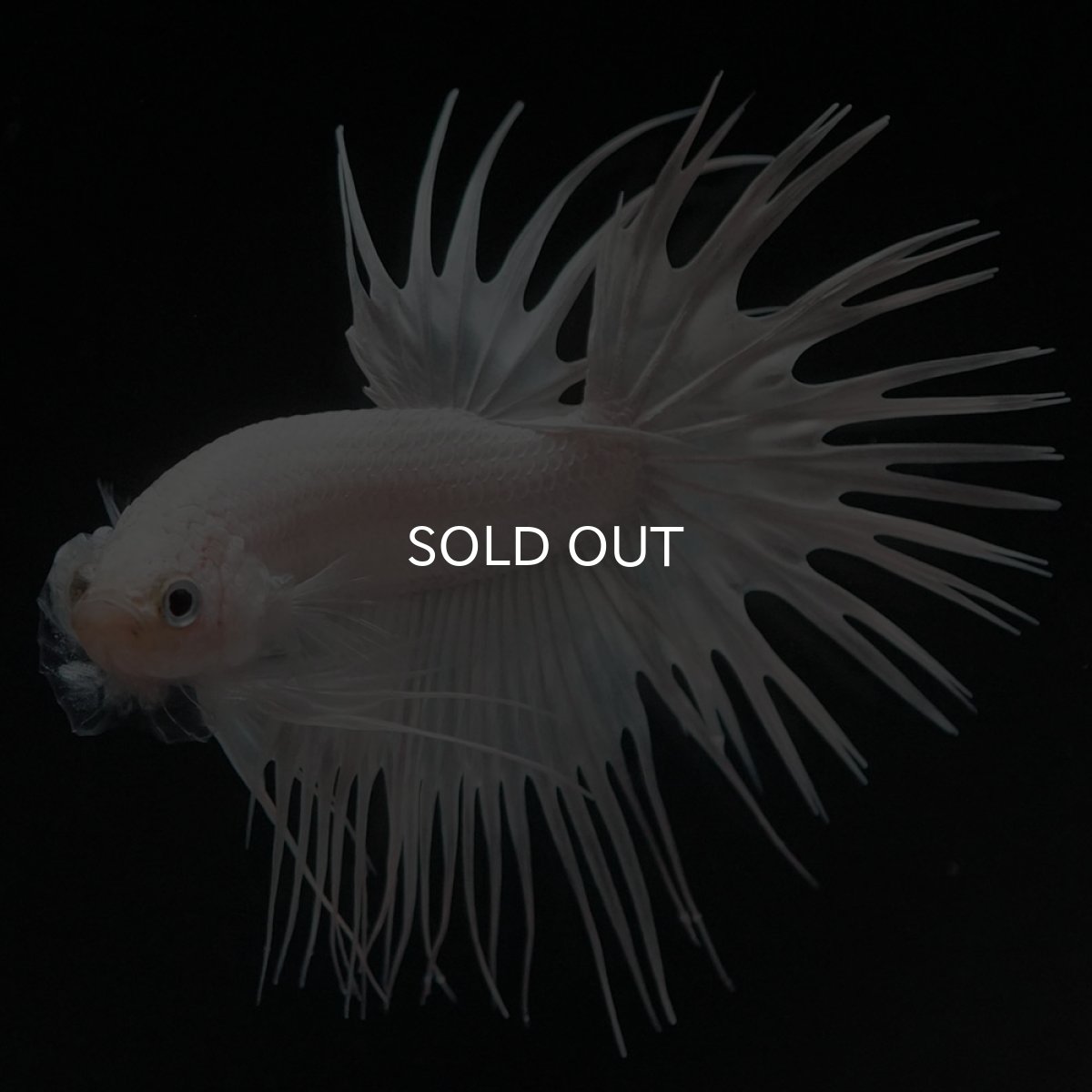 画像5: CT ホワイト (5)