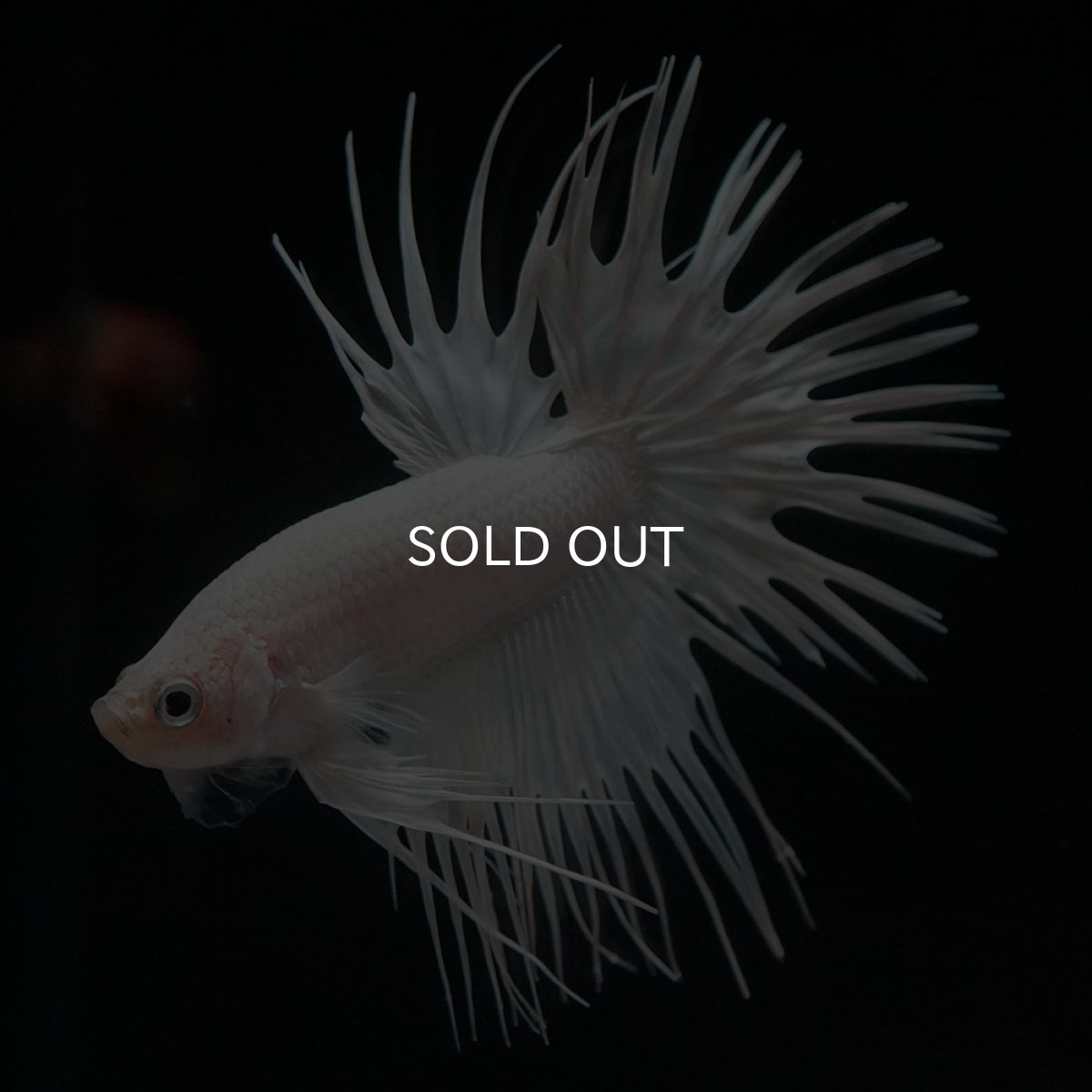 画像4: CT ホワイト (4)