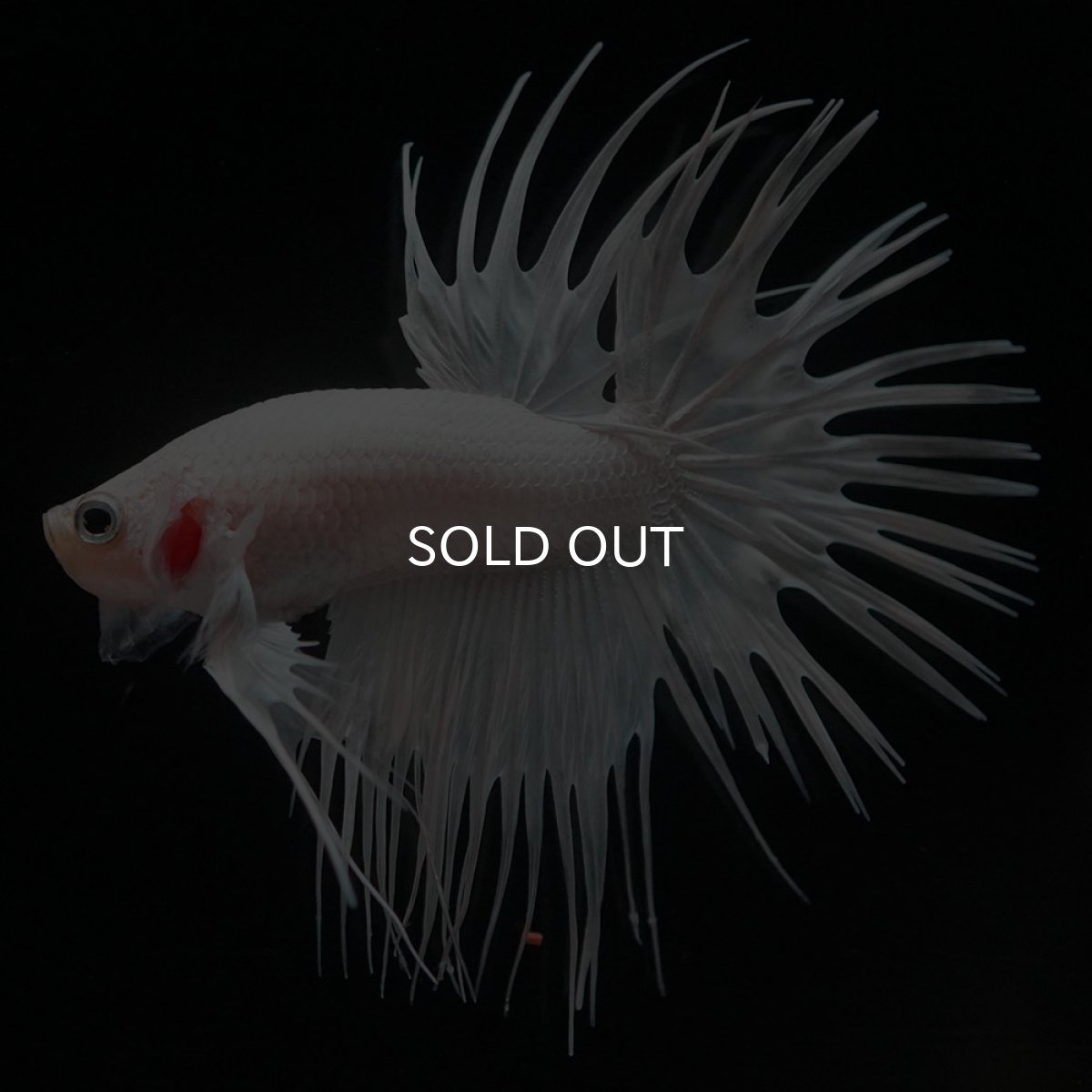 画像3: CT ホワイト (3)