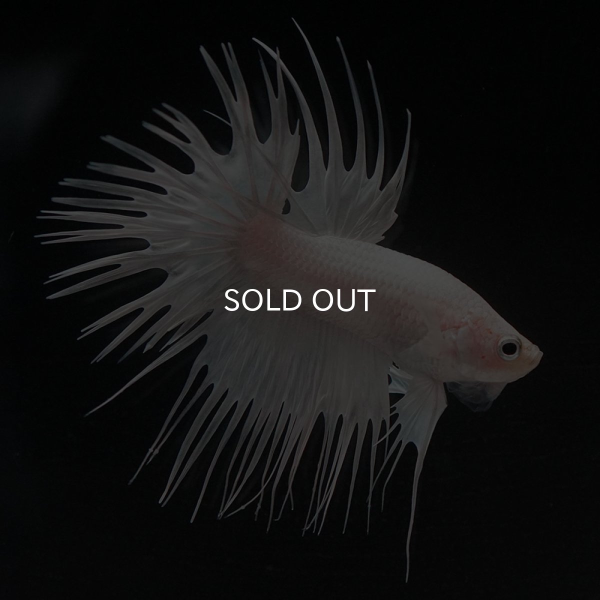 画像2: CT ホワイト (2)