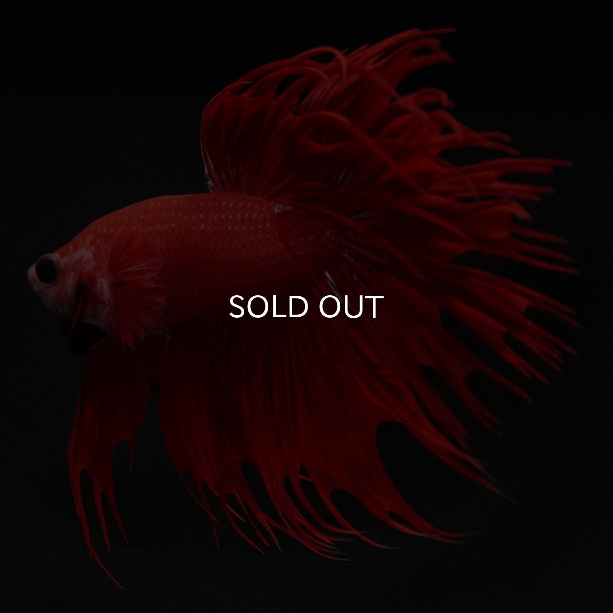 画像7: CT レッド (7)