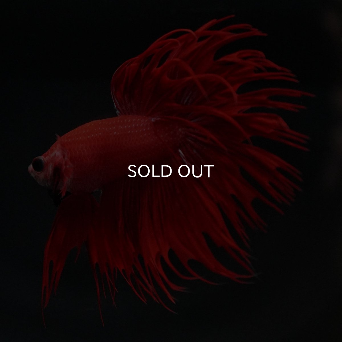 画像6: CT レッド (6)