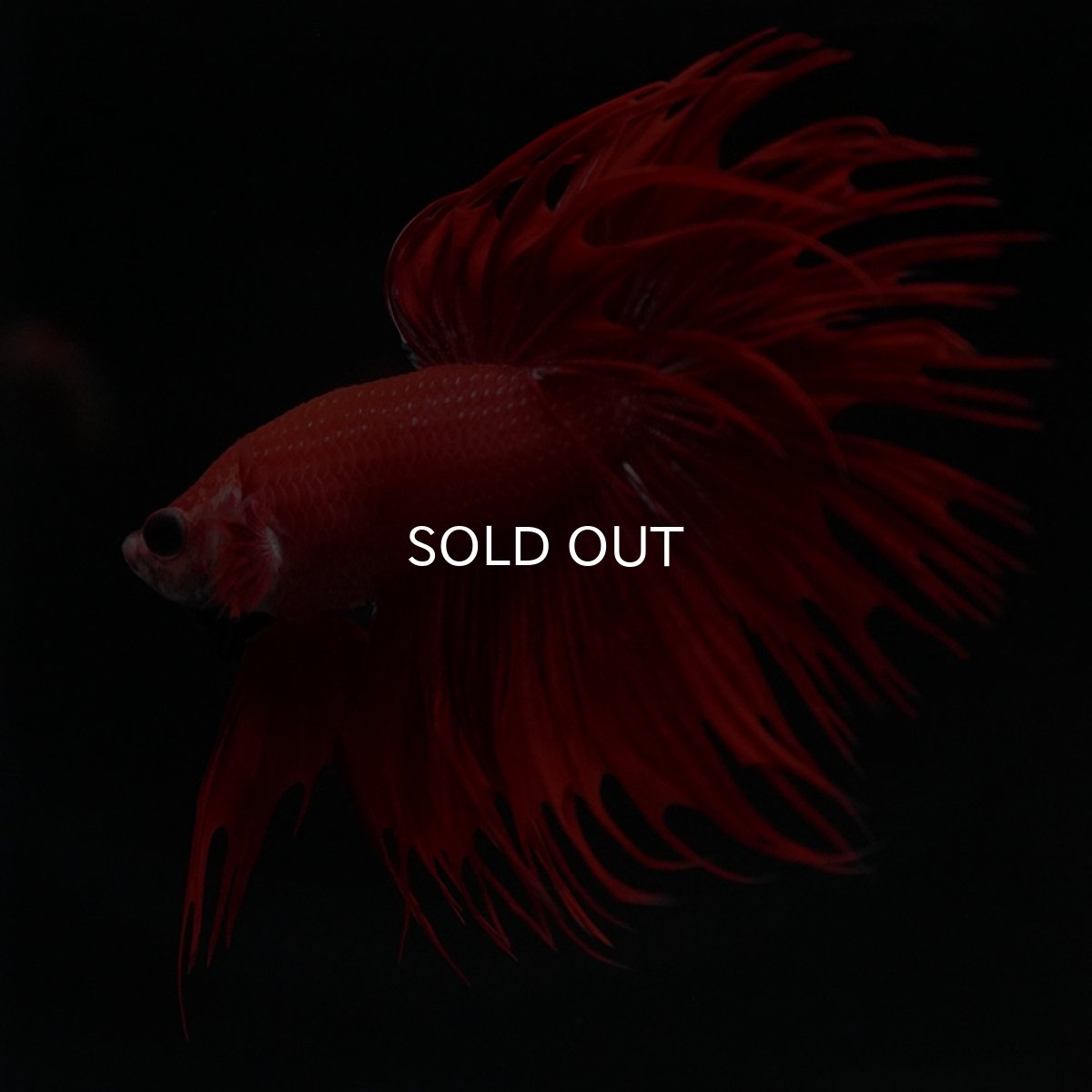 画像5: CT レッド (5)