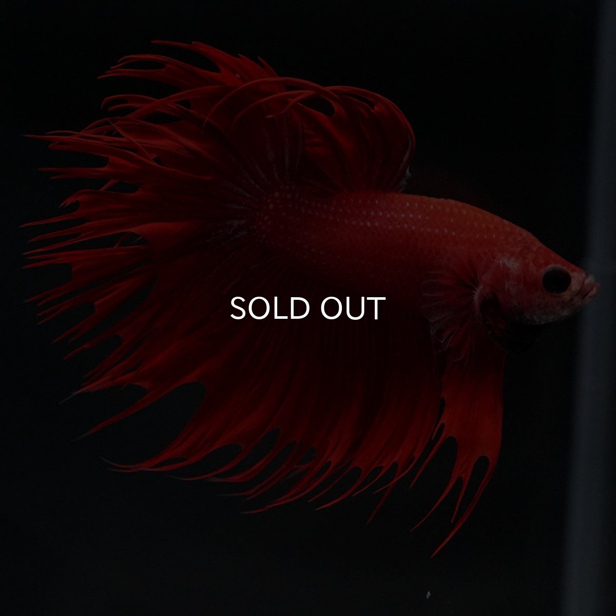 画像3: CT レッド (3)