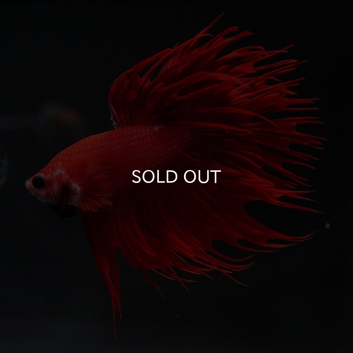 画像4: CT レッド (4)